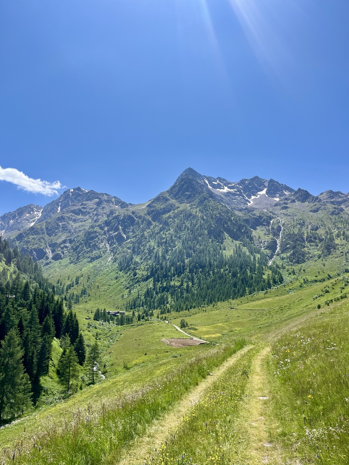 Blühende Almwiese vor dem Bergpanorama im Defereggental